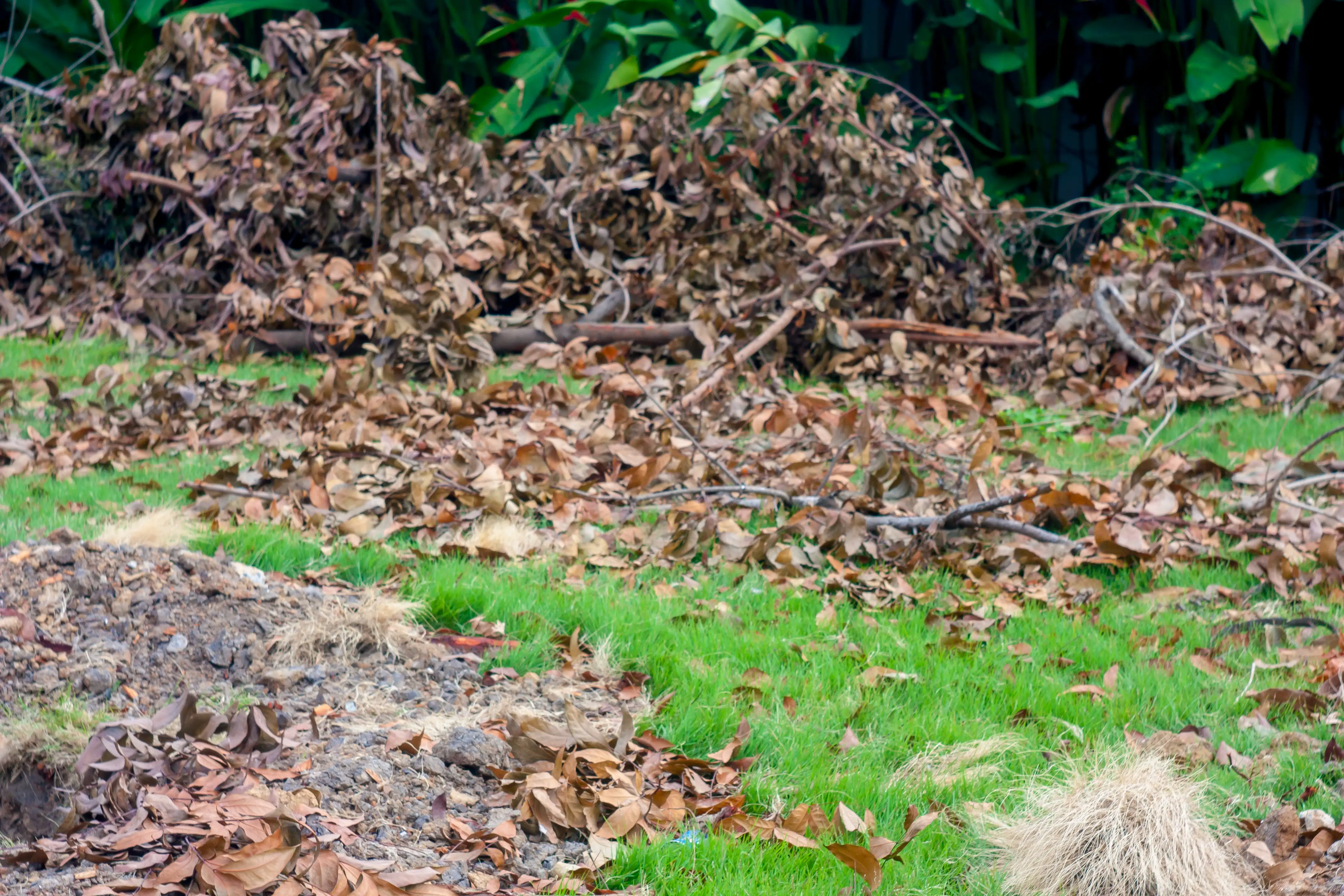 Fall Cleanup results