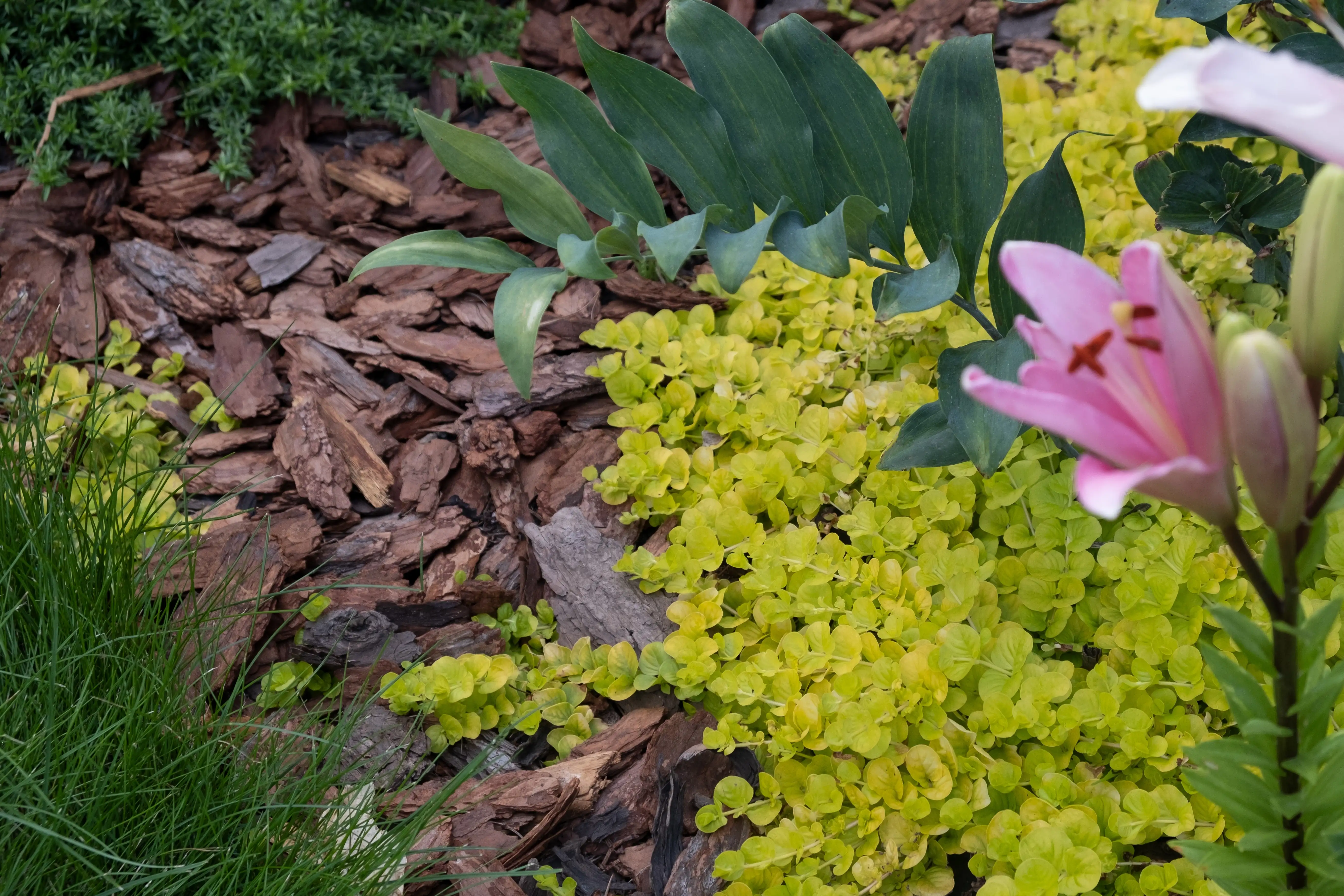 Landscape Bed Maintenance results