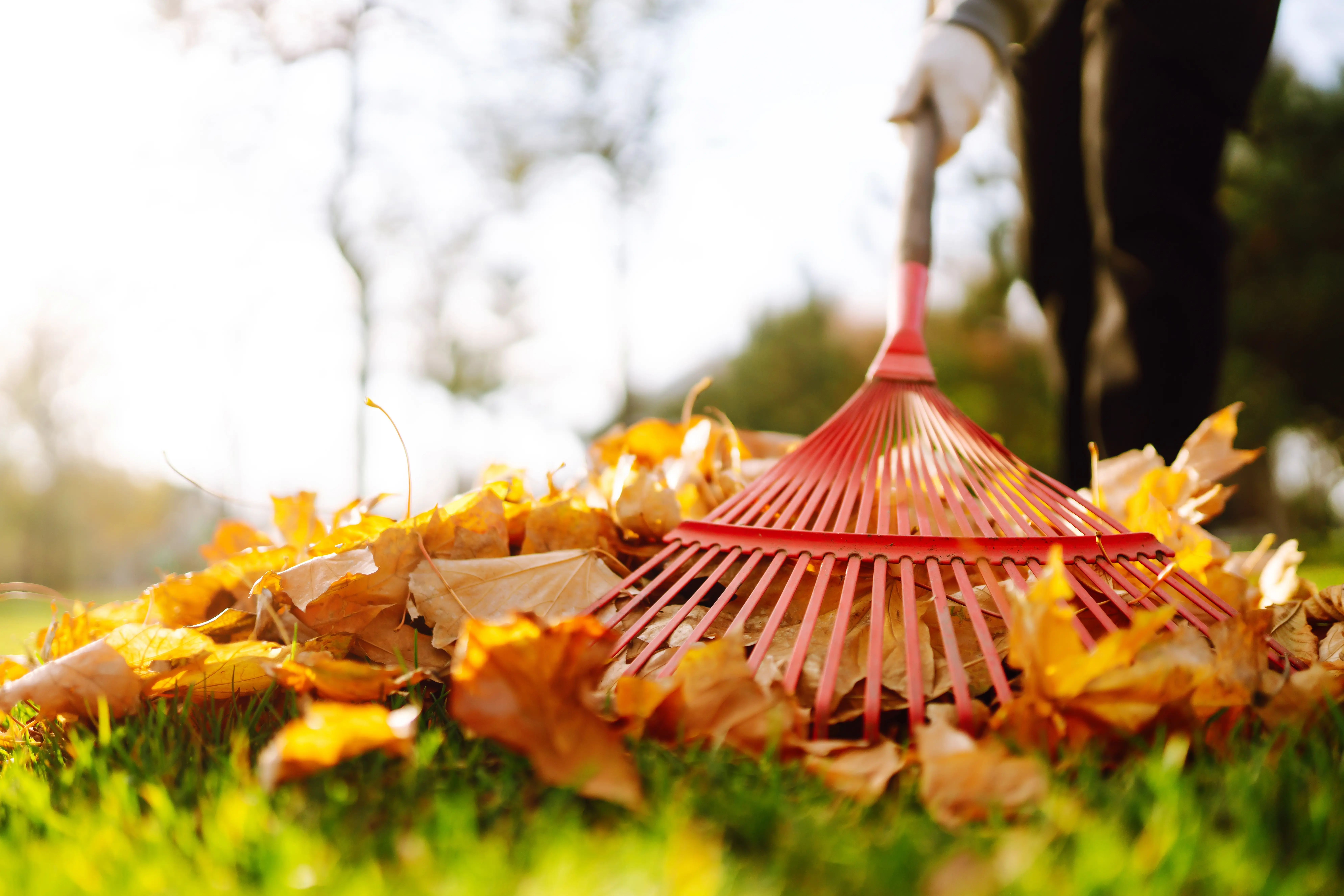 Fall Cleanup by Buthe's Turf